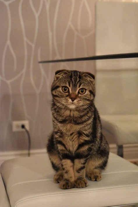 Aww super cute kitty with floppy ears #catears #cat #cute #adorablekitty Cats Munchkin, Cat Body Language, Scottish Fold Cats, Gato Munchkin, Cats Drawings, Cat Races, Cats Tattoo, Scottish Fold Cat, Fold Cat