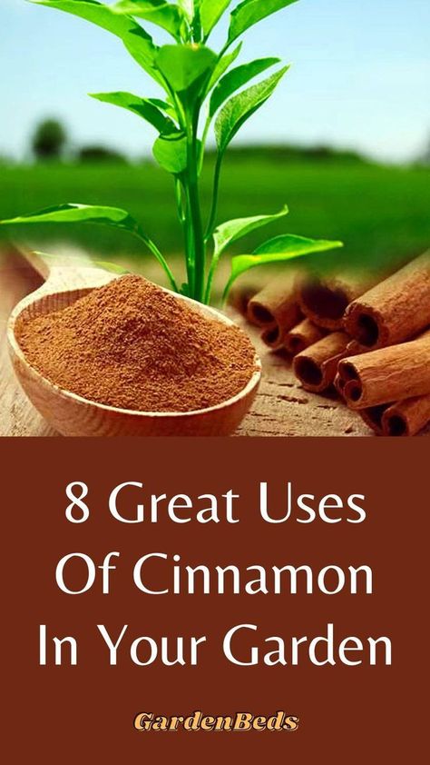 Cinnamon Water For Plants, Homemade Plant Food, Cinnamon Uses, Cinnamon Water, Rooting Hormone, Farms Living, Old Kitchen, Plant Food, Container Gardening