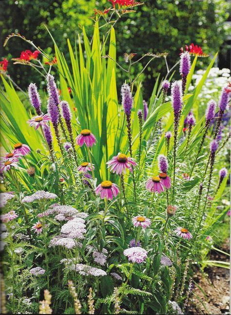 Yarrow And Coneflower, Liatris Flower Perennial Gardens, Liatris Spicata, Crocosmia Lucifer, Cottage Garden Borders, Wildflower Drawing, Blazing Star, Buy Seeds, Cottage Garden Design