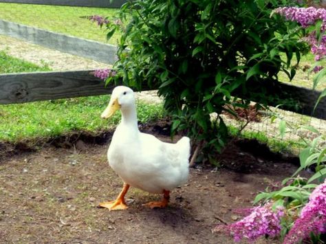 HGTV presents tips on how to enhance your backyard duck pen.                                                                                                                                                                                 More Butterfly Bushes, Duck Pens, Backyard Ducks, Duck Coop, Raising Ducks, Duck House, Chicken Run, Keeping Chickens, Butterfly Bush