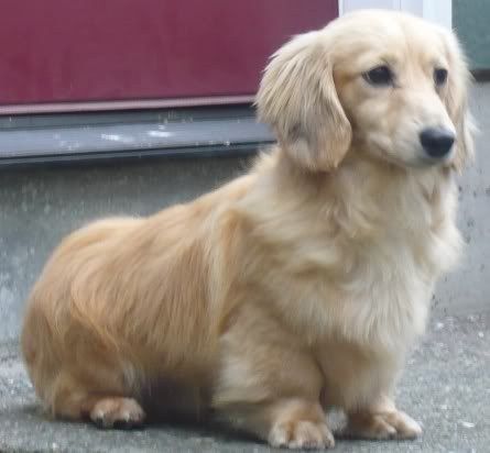 These dogs are what happen when two different breeds fall in love — and the result is absolutely delightful. Dachshund X Golden Retriever, Golden Retriever X Daschund, Golden Doxies, Golden Retriever Dachshund, Golden Dachshund, Mini Golden Retriever, Cream Dachshund, Dachshund Breed, Dachshund Funny