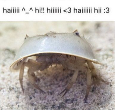 Him Bug Memes, Funny Crab, Crab Spider, Horseshoe Crab, Cool Bugs, Pure Happiness, Pretty Animals, Arthropods, Creature Feature