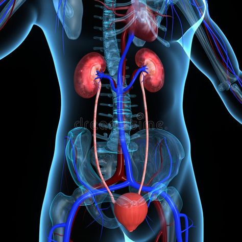 Kidneys. The kidneys are a pair of organs located in the back of the abdomen. Ea #Sponsored , #PAID, #ad, #kidneys, #abdomen, #Ea, #pair Teaching Procedures, Lower Abdominal Pain, Kidney Pain, Strep Throat, Acute Care, Primary Care Physician, School Nurse, Autoimmune Disorder, Long Term Care