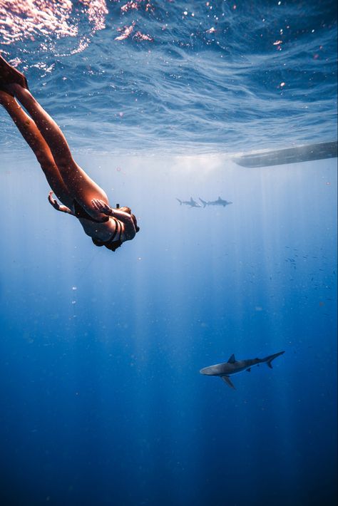 Swimming With Sharks, Diving With Sharks Aesthetic, Swimming With Sharks Aesthetic, Swimming With Whale Sharks Aesthetic, Scuba Diving With Sharks, Save The Sharks, Shark Diving, Shark Swimming, Travel List