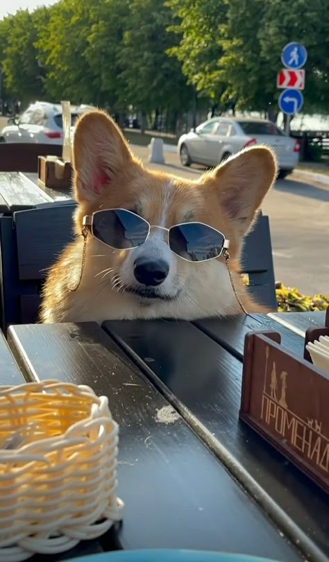 Corgi Aesthetic Wallpaper, Corgi Puppy Aesthetic, Corgi Aesthetic, Corgi Wallpaper, Corgi Puppy, Cute Corgi, Fluffy Animals, Corgi Dog, Cute Animal Photos