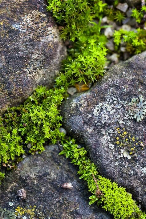 Japanese Patio, Moss Rocks, Moss And Lichen, Diy Moss, Dry Stone Wall, Moss Garden, Japanese Gardens, The Eclipse, Forest Floor