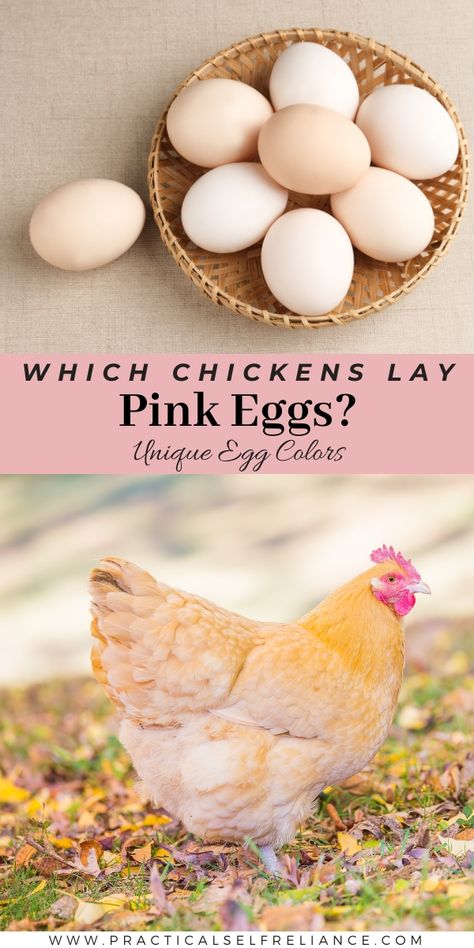 Rainbow Chicken Eggs, Wyandotte Chicken Eggs, Pretty Egg Laying Chickens, Pink Egg Laying Chickens, Chickens Backyard Breeds, Pink Eggs Chickens, Delaware Chickens, What Helps Chickens Lay Eggs, Speckled Sussex Chicken Egg Color