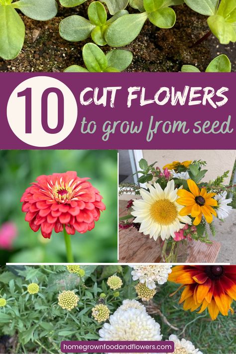 Add some easy-to-grow flowers to your garden this season! These 10 types of cut flowers are simple to grow from seed, providing beautiful blooms all season long. Grow fresh bouquets right in your backyard, no experience required! Flowers From Seeds Easy, How To Grow Flowers From Seeds, Self Seeding Flowers, Easiest Flowers To Grow From Seed, Easiest Cut Flowers To Grow, Growing Flowers From Seeds, Best Cut Flowers To Grow, Cut Flower Garden For Beginners, Cut Flower Garden Layout