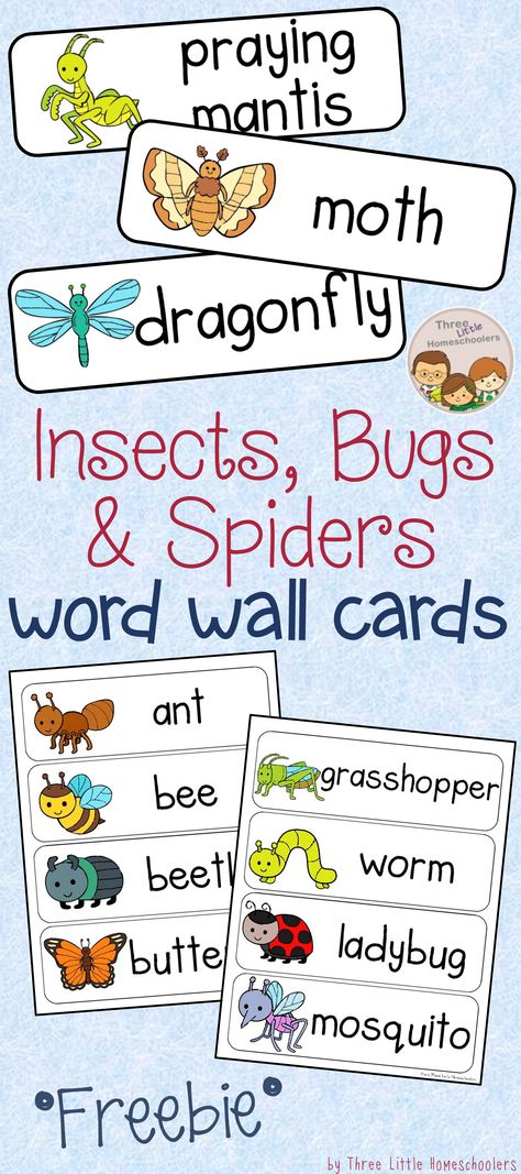 These cards are great for introducing insects, bugs, and spiders to your classroom! Low prep...just print, cut, and laminate. Perfect for writing centers, flash cards or word walls! Bee, fly, grasshopper, praying mantis, mosquito, ladybug, beetle, and more. #elementary #homeschool #science #insects #bugs #spiders #vocabulary #wordwall Insects Prek, Bug Preschool, Preschool Insects Activities, Preschool Insects, Spiders Preschool, Bug Board, Insect Study, Ladybug Beetle, April Preschool