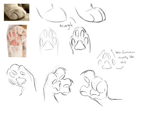 Cats n trash — I am so sorry to bother and youve most likely been... Cat Body Drawing Reference, How To Draw Cat Bodies, How To Draw Warriors Cats, Cat Paws Drawing Reference, Cat Paws Sketch, Feline Paws Drawing, Cat Pawing At Something, Finchwing Warrior Cats, Cat Paws Reference