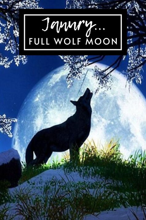 Full Wolf Moon, January Full Moon, January Moon, Smudging Ceremony, Full Moon Spells, Loyalty Symbol, Capricorn Season, Moon Spells, Full Moon Rising