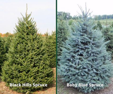 Black Hills Spruce or Baby Blue Spruce? We love both! At Big Trees 4U, these amazing spruce trees are now available for your yard. Further information on these trees can be found at www.bigtrees4u.com/select-your-tree/evergreen---privacy-trees-1/. If you have any questions or would like to place an order, please call 513-835-1935 or email info@bigtrees4u.com. #Landscaping #LandscapeDesign #BigTrees4U #Cincinnati #LawnAndLandscape Black Hills Spruce Tree, Spruce Landscaping, Black Hills Spruce, Landscape Privacy, Blue Spruce Tree, Colorado Blue Spruce, Spruce Trees, Norway Spruce, Privacy Trees