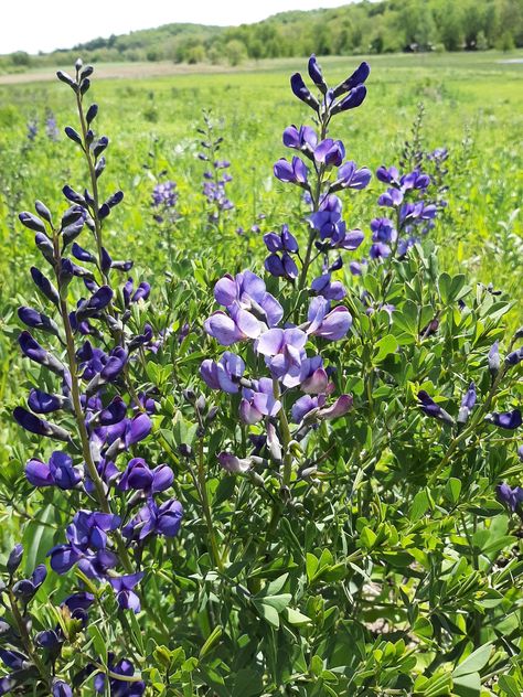 Blue Wild Indigo (Baptisia australis) Blue Indigo Plant, Wild Blue Indigo, Pond Planting, Blue Wild Indigo, Isle Flowers, Baptisia Australis, Winter Sowing, Indigo Flower, Garden 2023