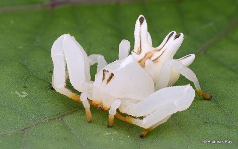 https://flic.kr/p/21MdUGq | Flower Crab Spider, Epicadus heterogaster | they attract pollinating insects by reflecting ultraviolet (UV) light like flowers: www.nature.com/articles/s41598-017-09456-y from Ecuador: www.flickr.com/andreaskay/albums Flower Crab Spider, Flower Spider, Flower Crab, Spider Flower, Arachnids Spiders, Crab Spider, Spider Species, Black And White Spider, Creepy Animals