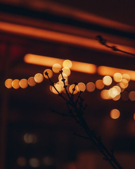 A blurry photo of a branch with lights in the background photo – Free Mood Image on Unsplash Blurry Lights Aesthetic, Easy Garden Ideas, Garden Formal, Borders Garden, Blurry Lights, Entrance Garden, Embroidery Garden, Garden Embroidery, Fence Garden