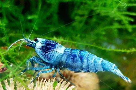 Blue Bolt Shrimp – Detailed Guide: Care, Diet, and Breeding - Shrimp and Snail Breeder Shrimp Animal, Pet Shrimp, Ghost Shrimp, Freshwater Shrimp, Aquarium Shrimp, Cherry Shrimp, Shrimp Tank, Best Cleaner, African Cichlids