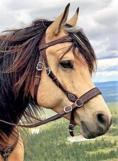 Buckskin Horses, Stunning Horses, Highland Pony, Jack Kelly, Horse Gear, Artwork Ideas, Majestic Horse, Beautiful Horse, All The Pretty Horses