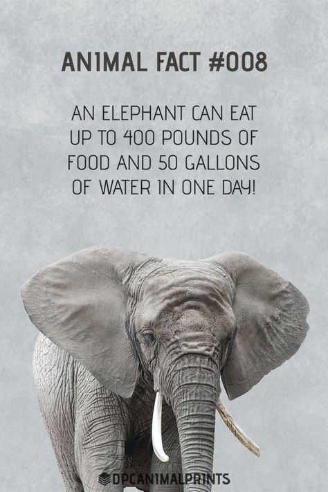 Elephant Quotes, Fun Facts About Elephants, Animal Facts Interesting, Elephant Facts, Animals Information, Fun Facts For Kids, Intresting Facts, Fun Facts About Animals, Elephant Parade