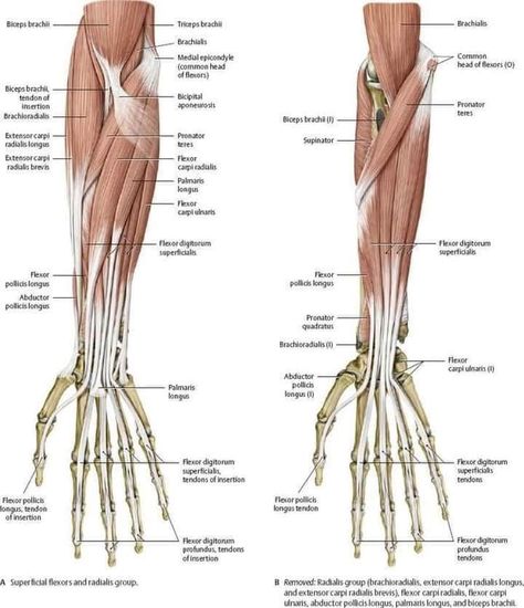 Forearm Muscle Anatomy, Human Anatomy Picture, Upper Limb Anatomy, Body Muscle Anatomy, Arm Anatomy, Human Muscle Anatomy, Anatomy Bones, Human Body Organs, Forearm Muscles