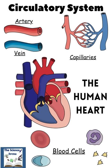 Blog Post on Teaching Circulatory System of Human Body in Middle School Science Grades Heart Circulatory System, Circulatory System Projects, Idk Aesthetic, Cardiac Cycle, Basic Anatomy, Basic Anatomy And Physiology, Integrated Learning, Parts Of The Heart, Human Body Systems