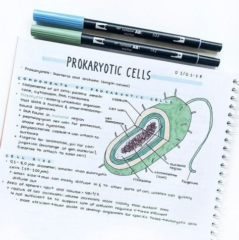 Prokaryotic Cell, Study Biology, Notes Inspo, Medical Student Study, College Notes, Organization Notes, Note Ideas, Biology Lessons, Medical School Inspiration