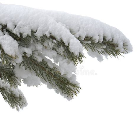 Mrs Claus Outfit, Branch Tree, Digital Design Trends, Christmas Tree With Snow, Snow Melting, Snow Tree, Vintage Business, Pine Branch, Winter Forest