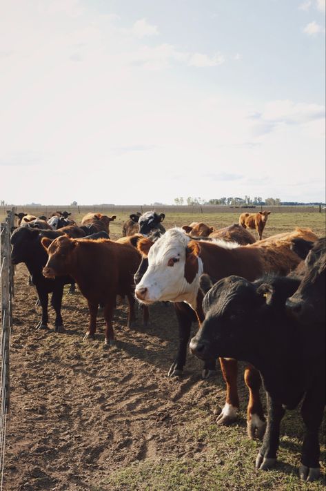 Cow Things, Manifesting Future, Farm Wallpaper, Country Girl Aesthetic, Cow Wallpaper, Cattle Farm, Winter Arc, Future Farms, Dream Farm