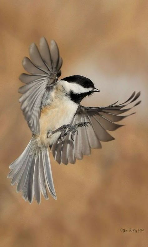 Bird Drawing Easy, Drawing Easy Pencil, Simple Bird Drawing, Shading Pencil, Sparrow Drawing, Drawing S, Bird Outline, Sparrow Art, Sparrow Tattoo