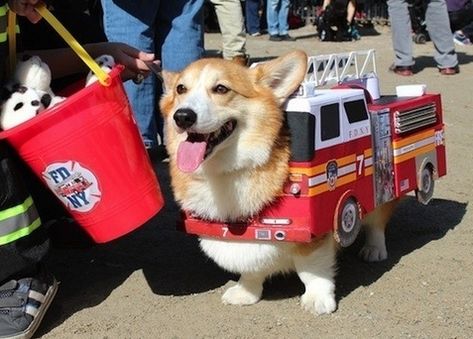 Top 45 Trendy Firefighter Dog Names Firefighter Dog Costume, Scary Dog Names, Harry Potter Dog Names, Marvel Names For Dogs, Wildlife Firefighter, Police Dog, Race Horse, Police Dogs, Dog Costume