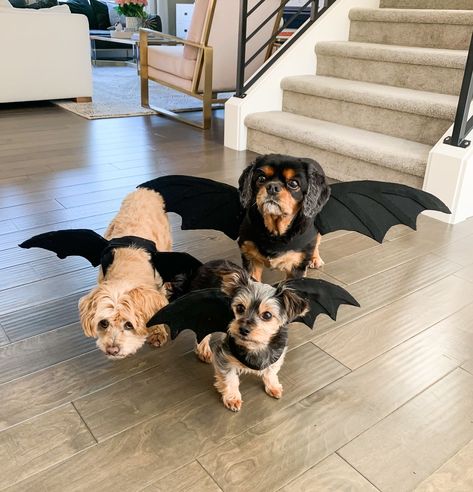 No sew DIY dragon dog costume, Game of Thrones dragon Halloween costume Halloween Costumes With Dogs Couple, Dogs Halloween Costumes Diy, Home Made Dog Costume, Sewing Dog Costumes, Dog Diy Costumes Halloween, Dogs Costumes Halloween, Dog Bat Costume Diy, Puppy Costumes Halloween, Dog And Cat Halloween Costumes