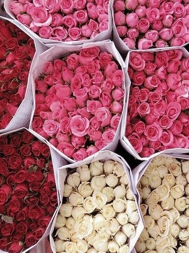 Pictures Of Flowers, Preserved Roses, Types Of Flowers, Beautiful Blooms, Love Flowers, My Flower, Flower Shop, Beautiful Roses, The Table