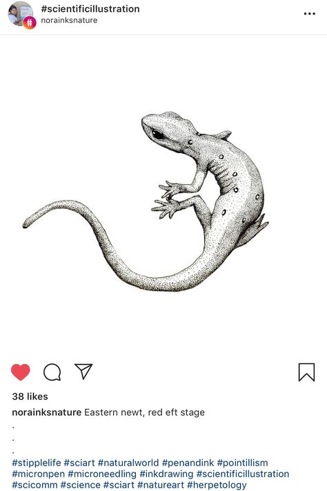 Reptile Tattoo Design, Florida Lizard Tattoo, Spotted Salamander Tattoo, Salamander Sketch, Amphibian Tattoos, Salamander Drawing, Lizard Sketch, Salamander Tattoo, Reptile Tattoo