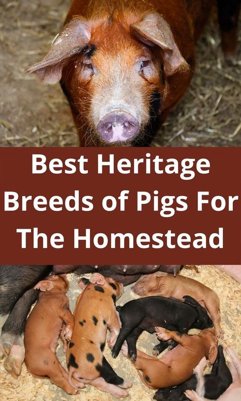 When you choose the best heritage breeds of pigs for your homestead goals, you’re on your way to a productive, easier to handle, and more hardy herd. Learn about the best heritage breeds of pigs to make the best choice for your homestead. #heritagebreeds #HeritageBreedsofPigs #HeritagePigs #HomesteadAnimals Heritage Pig Breeds, Pig Homestead, Hog Farming, Types Of Pigs, Homestead Pigs, Pigs Farming Livestock, Heritage Breeds Livestock, Mini Farming, Pig Eyes