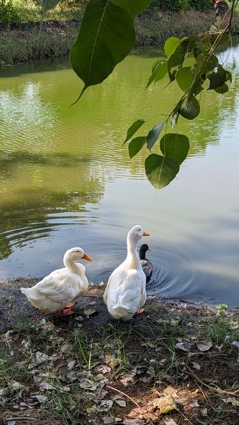 Village Photography Nature, Eating Food Funny, Funny Images With Quotes, Easy Photography Ideas, Birthday Posters, Outfits Indian, Happy Birthday Posters, Food Funny, Village Photography