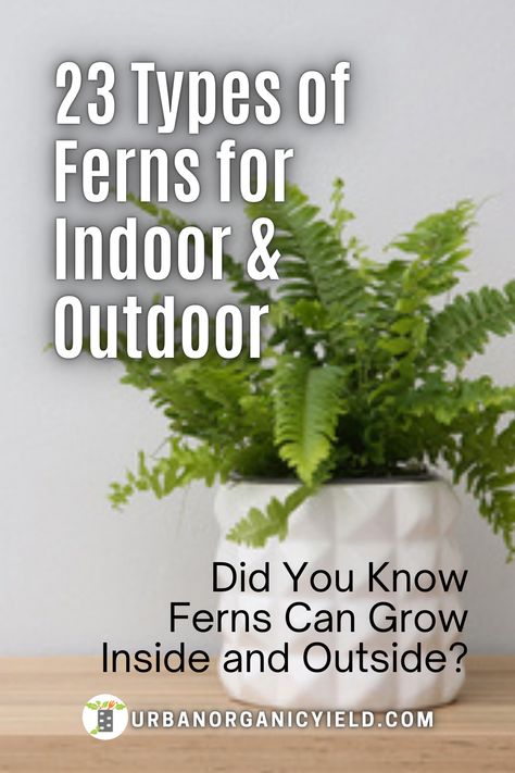 Fern Care Indoor, Low Light Ferns House Plants, How To Make Ferns Grow Big, Fern Types, Fern Varieties Outdoor, Types Of Fern Plants, Japanese Fern, Australian Tree Fern, Northern Maidenhair Fern