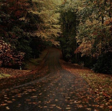 Fall Aesthetic Pictures, Leaves On The Ground, Fall Aesthetic, On The Ground, In The Mood, In The Fall, The Mood, Autumn Fall, Fall Autumn