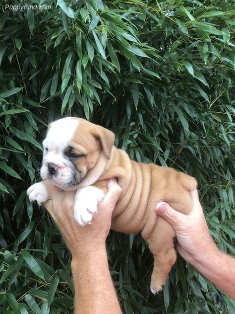 Miniature English Bulldog Puppies For Sale | Pewaukee, WI English Bulldog Puppies For Sale Near Me, Baby English Bulldogs, Aussie Doodle Puppy, Alaskan Klee Kai Puppy, Miniature English Bulldog, Miniature Bulldog, English Bulldog For Sale, Baby Bulldogs, American Bulldog Puppies