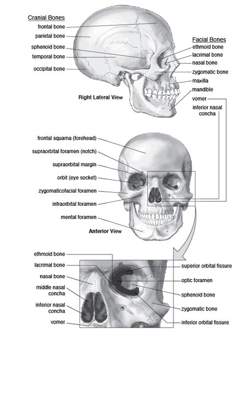 Skull: Cranium and Facial Bones Skull Parts Anatomy, Forensic Anthropology Tattoo, Cranial Bones, Forensic Art, Human Skull Anatomy, Anatomy Education, Anatomy Flashcards, Radiology Student, Medical Esthetician