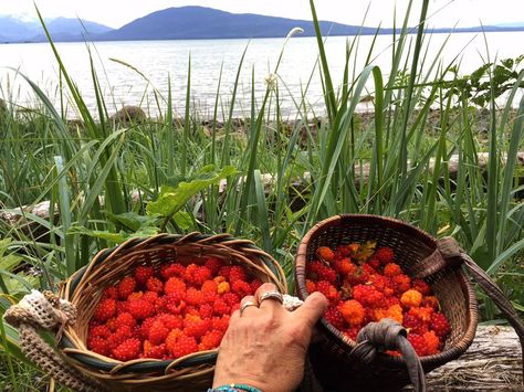 Fresh-picked salmon berries - Auke Bay, Alaska Inuit Food, Salmon Berries, Salmon Berry, Alaska Recipes, Alaska Living, Alaska Food, Alaskan Wildlife, Foraging Recipes, Backyard Dreams