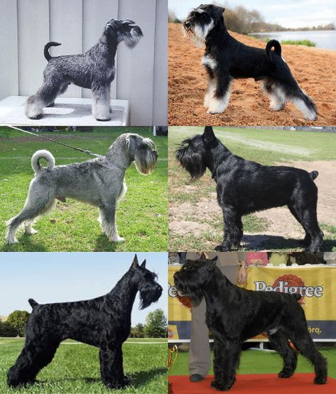 Schnauzer Cut, Dog Infographic, Schnauzer Breed, Schnauzer Grooming, Standard Schnauzer, Giant Schnauzer, Human Eyes, Dog Cuts, Schnauzer Puppy