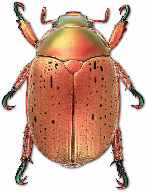 Christmas Beetles - The Australian Museum Audio Exhibition, Christmas Beetle, Australian Insects, Augmented Reality Games, Treasure Hunts, Australian Christmas, Beetle Insect, Cool Bugs, Citizen Science