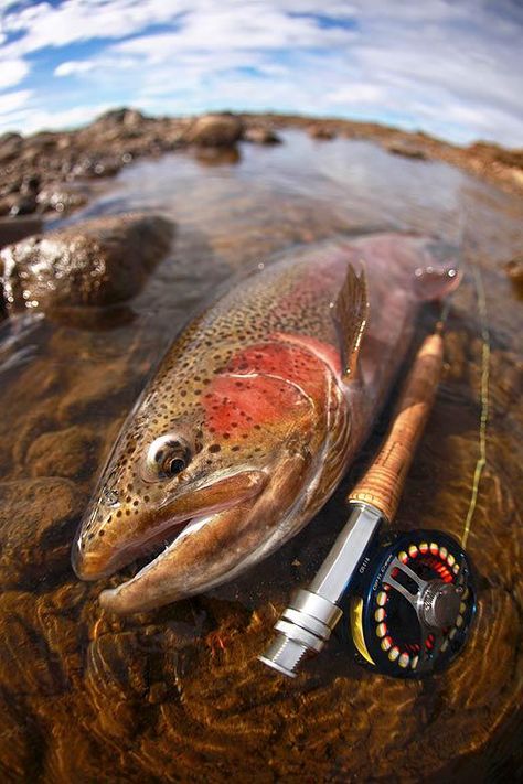 Fishing Freshwater, Trout Fishing Tips, Trout Fish, Salt Water Fishing, Fishing Photography, Fly Fishing Tips, Fishing Pictures, Salmon Fish, Fly Fishing Rods