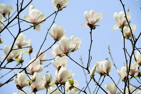 Magnolia denudata (Yulan Magnolia) Yulan Magnolia, Magnolia Denudata, Saucer Magnolia, Magnolia Soulangeana, Tulip Magnolia, Spanish Bluebells, Flowering Cherry Tree, Specimen Trees, Magnolia Trees