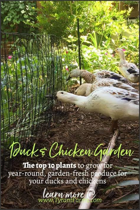 Ducks In Chicken Coop, Ducks Or Chickens, Types Of Ducks Chart, Duck Garden Ideas, Garden For Chickens, Ducks In The Garden, Garden With Ducks, Plants For Ducks, Duck Area Ideas