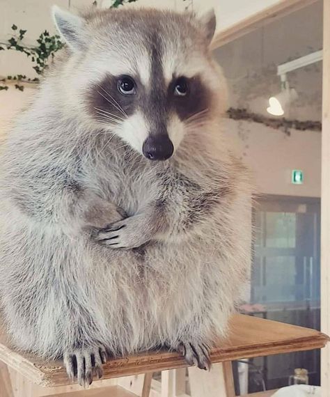 This Guilty Raccoon Funny Raccoon Pictures, Rocky Raccoon, Regnul Animal, Pet Raccoon, Animals Farm, Cute Raccoon, Bad Memes, Raccoon Funny, Trash Panda