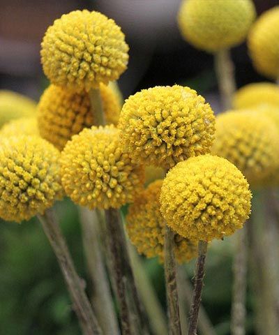 Wedding Flowers by Season - ProFlowers Blog Flowers Australia, Flower Identification, Billy Balls, Billy Buttons, Flower Garden Design, Coastal Gardens, Cut Flower Garden, Fresh Flowers Arrangements, Fresh Cut Flowers