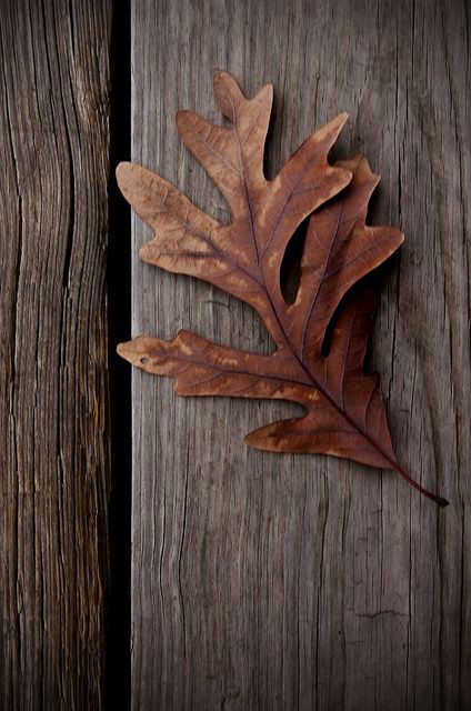 Autumn Cabin Oak Leaves, Foto Art, Autumn Beauty, Oak Leaf, Brown Aesthetic, Autumn Aesthetic, Oak Tree, Autumn Inspiration, Fall Halloween