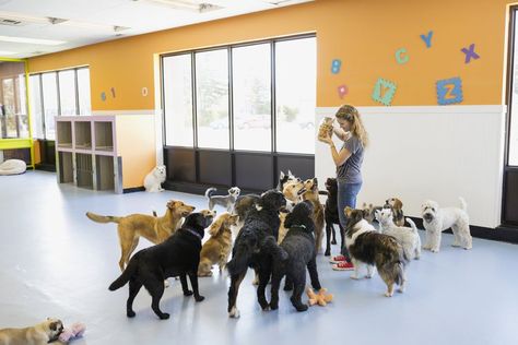 Here Are Some Helpful Tips on How to Start Your Own Dog Daycare Dog Day Care Ideas, Dog Daycare Ideas, Doggie Daycare Ideas, Doggie Day Care, Home Dog Daycare, At Home Dog Daycare, Dog Daycare Design Pet Resort, Dog Daycare Design, Dog Boarding Ideas