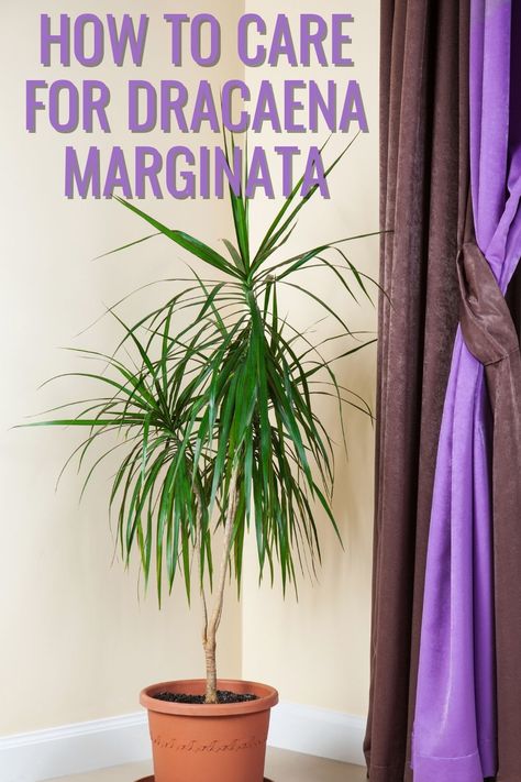 Dragon Tree Plant, Palm Plant Care, Marginata Plant, Madagascar Dragon Tree, Ribbon Plant, Dracaena Plant, Dragon Tree, Household Plants, Corn Plant