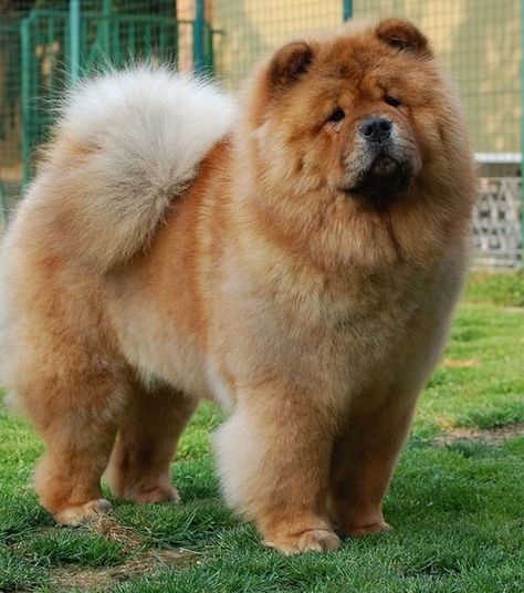 Top 10 des races de toutous à poils longs ! Chow Dog, Chow Chow Dogs, Chow Chow, Top 10, Lion, Dogs, Animals